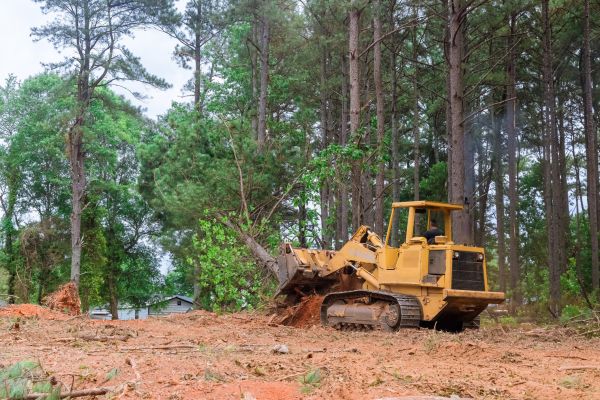 Trees Clearing in Windsor