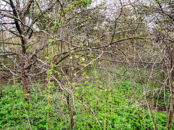 Underbrush Clearing in Windsor