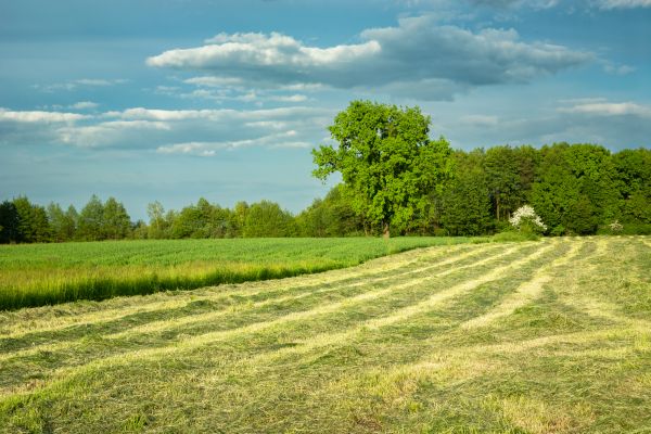 Cost of Vegetation Removal in Windsor