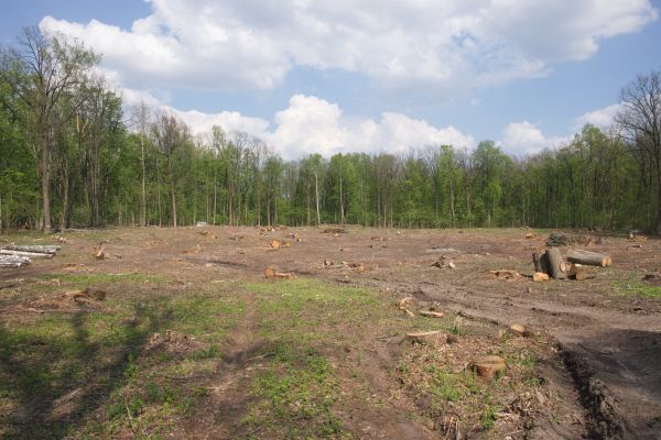 Cost of Pasture Clearing in Windsor
