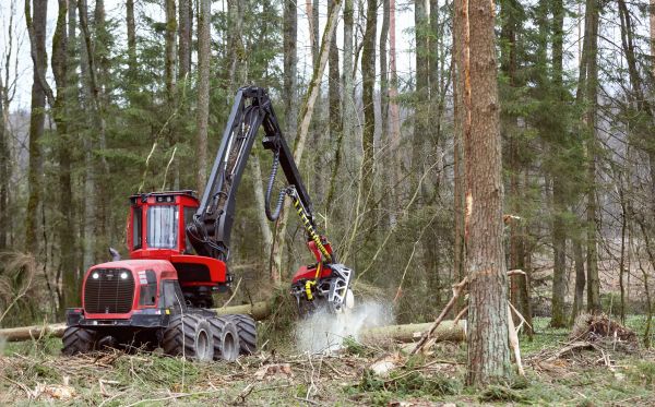 Cost of Forest Clearance Service in Windsor