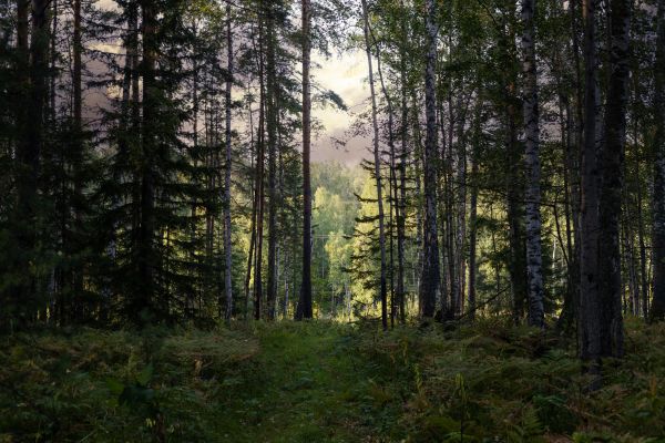 Cost of Pine Tree Clearing in Windsor