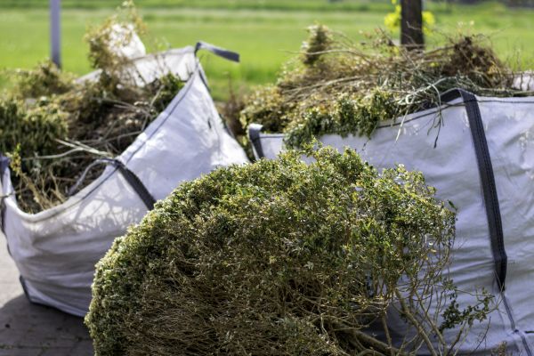 Cost of Bushes Clearing in Windsor