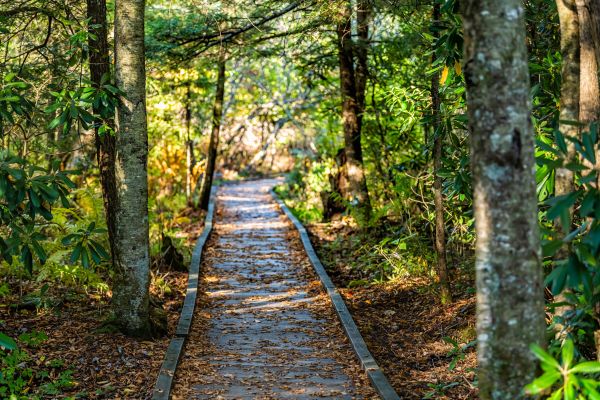 Cost of Trail Clearing in Windsor