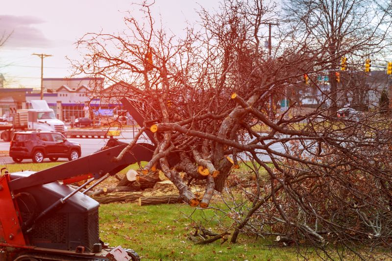 What’s Involved In Professional Land Clearing?